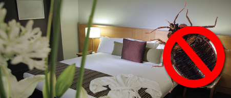 Bed Bug Removal